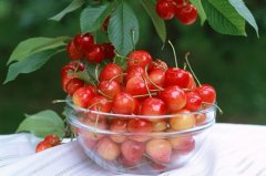 Cherries Harvest-Time to Make Dry Cherries