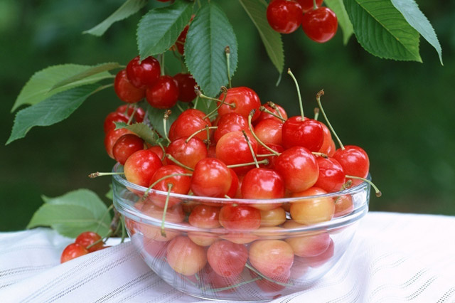 Fresh Cherries 