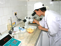 Dry Fruits Quality Control 